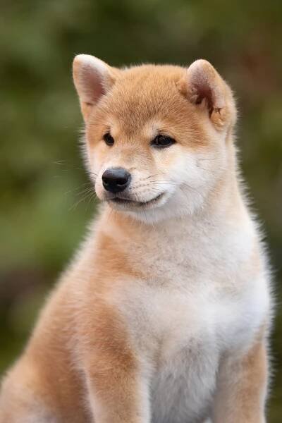 Litter W. SHIOMARU Shiba and Akita Inu Kennel