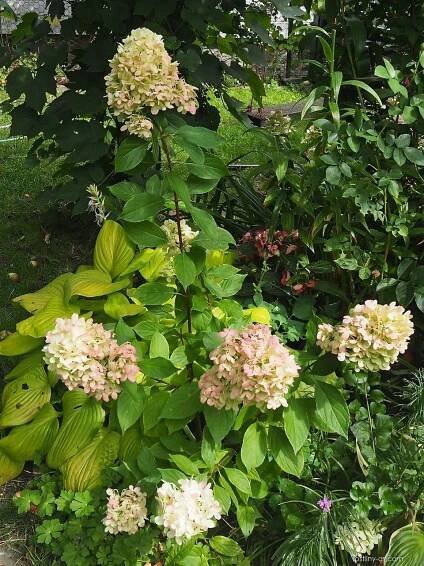 Hortenzie latnatá Graffiti (Hydrangea paniculata), rostlina