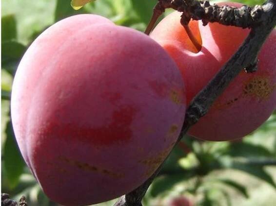 Bluma 'Superior'