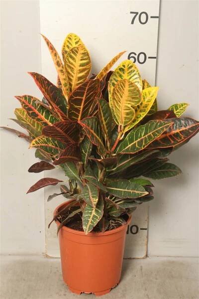 Codiaeum Gr Petra
