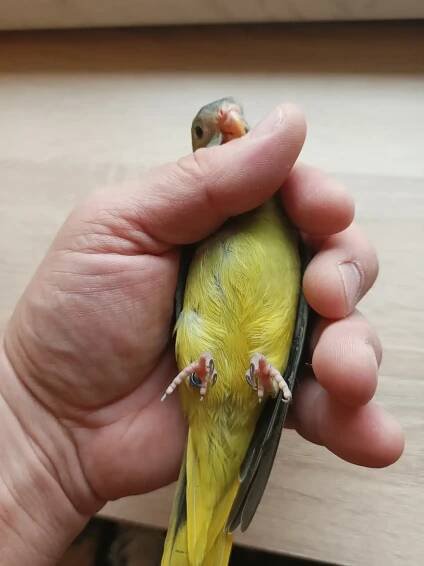 Neoféma tyrkysová | iFauna.cz