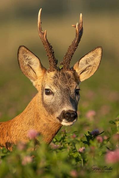 Oblíbené fotografie | Štěpán Mikulka | Wildlife fotograf