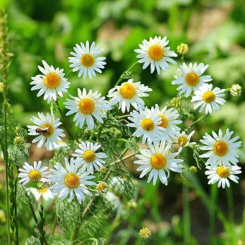 14 Perfect Herb Plants to Grow in Your Herbal Tea Garden 2