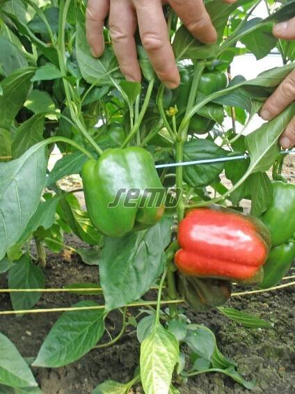 PROFI, Zelenina SEMO - Paprika roční Rubika F1, p2533
