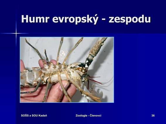 PPT - ZOOLOGIE KMEN: ČLENOVCI PowerPoint Presentation, free download - ID:542304