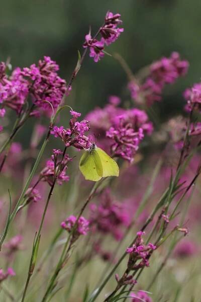 Smolnička obecná – Marek Mierzejewski/Shutterstock