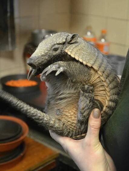 V Brně se narodili vzácní pásovci. Jejich předci pamatují dinosaury