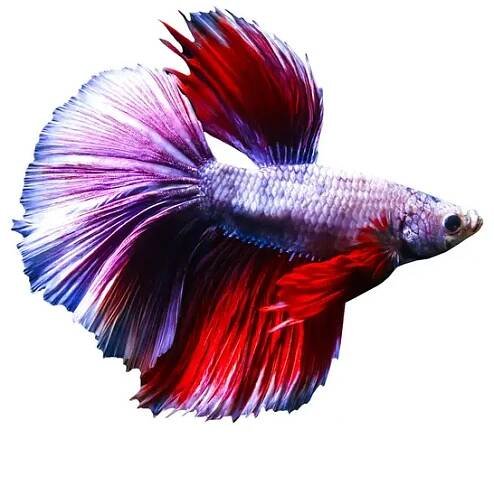 Betta ryba s nádhernými barvami. Izolovaný obraz. Bílé pozadí. — Stock obrázek