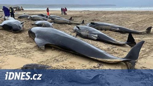 Velryby nsledovaly rodc samici na mlinu, uhynulo vech padest