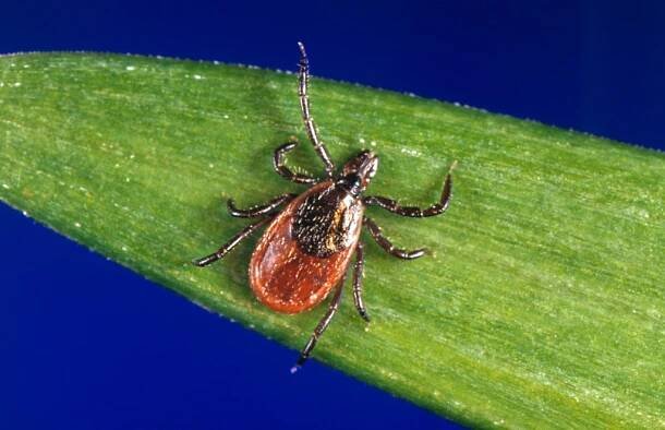 Lyme disease vaccine may help people with long-term symptoms, doctor says