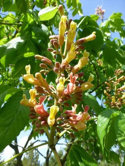 Jírovec Dupontův (Aesculus x dupontii var hessei), květy, květenství