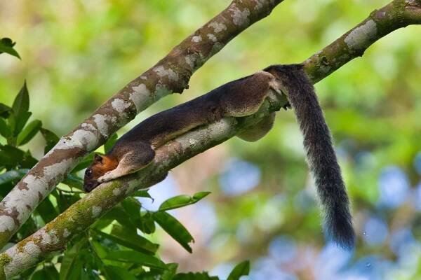 Malaysia – Borneo | Chris Hill Wildlife Photography