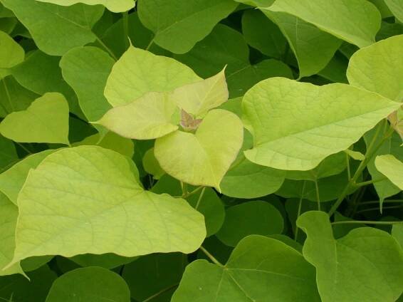 Catalpa bign. Aurea_1