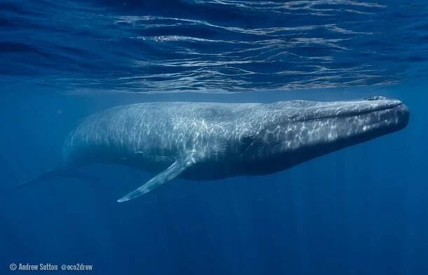 Fin-Blue Hybrids: A New Challenge for Blue Whale Conservation?