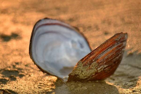 Bezplatný obrázek: pláž, Slávka, písek, západ slunce, bezobratlých, gastropod, Příroda, měkkýš, skořápka, měkkýšů a korýšů