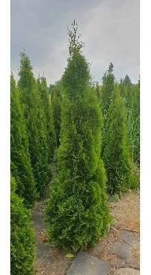 Thuja occidentalis Smaragd, vel. 180-220cm