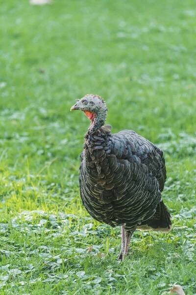 Bezplatný obrázek: Krocan domácí stojící v trávě, domácí drůbež (genus Meleagris)