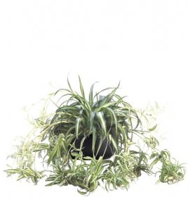 Spider Plant | Phillip's Interior Plants & Displays