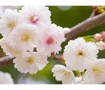 Višeň žlaznatá 'Alba Plena' Balení: kontejner C2