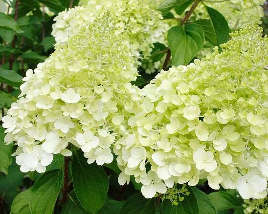 Hydrangea paniculata 'Polar Bear' displaying distinctive large creamy white flower spikes