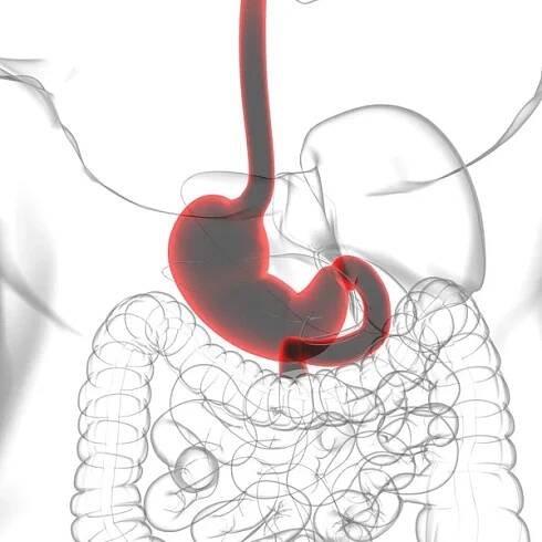 Anatomie žaludku Lidský zažívací systém pro lékařské pojetí 3D ilustrace — Stock obrázek
