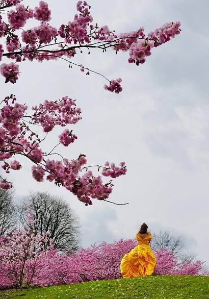 Kirschblüten im Münchner Olympiapark