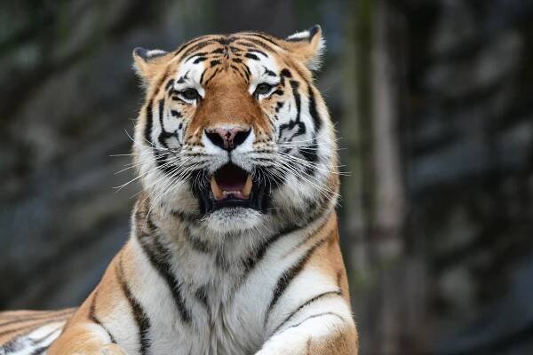 Index of /tiskove-zpravy-2022/TZ-97-2022-11-25-ZIMAVZOO