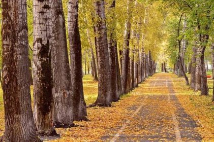 Lidé mohou nominovat stromořadí do soutěže o alej roku, čas mají do konce října
