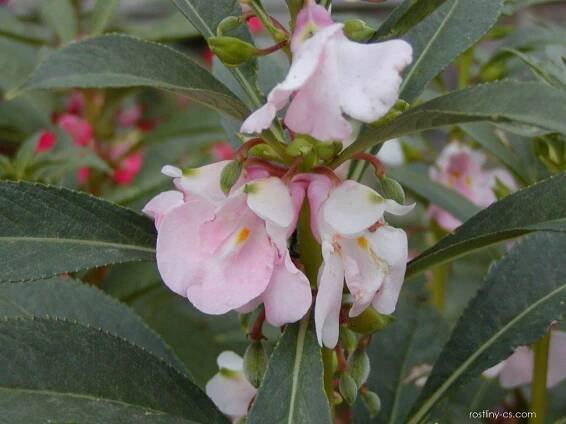 Netýkavka balzamína - Impatiens balsamina, květy, květenství
