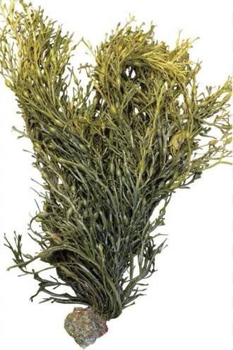 KELPA mořská řasa (Ascophyllum nodosum) - Čaje bylináře Pavla Váni a léčivé rostliny