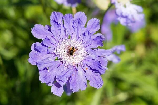 7 Insect Pollinators You May Have Forgotten About