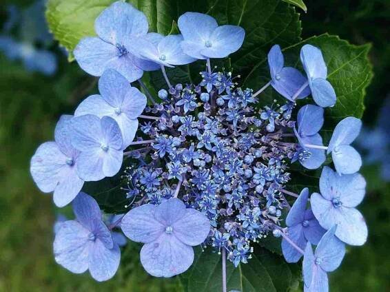Hydrangea serrata ‘Bluebird’