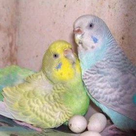 Jak se papoušci množí? Vlastnosti jejich chovu doma. Kdy se začnou pářit a snášet vajíčka?