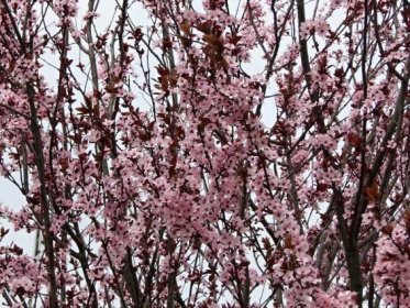 Prunus cerasifera Nigra | Listnaté dřeviny |Zahradnictví Franc 