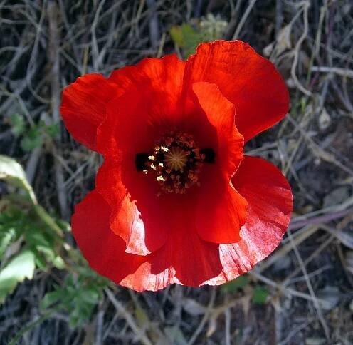 Soubor:Red-horned Poppy^ Glaucium corniculatum - Flickr - gailhampshire.jpg