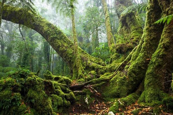 Gondwanaland: the search for a land before (human) time - Australian Geographic