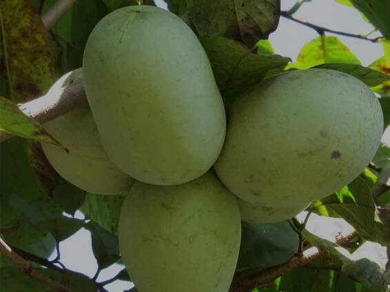 Asimina triloba Honeydew