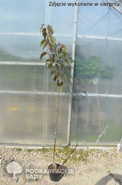 Sakura ozdobná ROYAL BURGUNDY 120cm