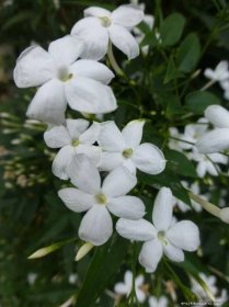 Jasmín mnohokvětý (Jasminum polyanthum), květy, květenství