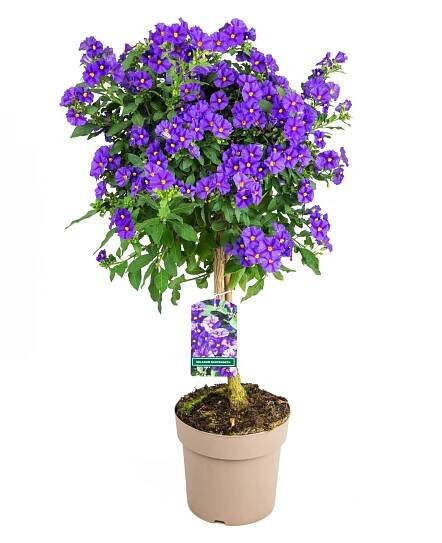 GROW by OBI Hořcový stromek (Solanum rantonetti) kmínek, 60 cm, pr. kv. 17 cm nakoupit u OBI