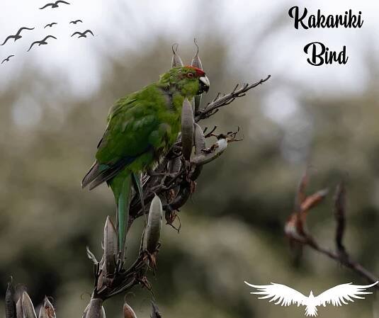 Kakariki as a pet – Complete information and care guide – Pet Queries