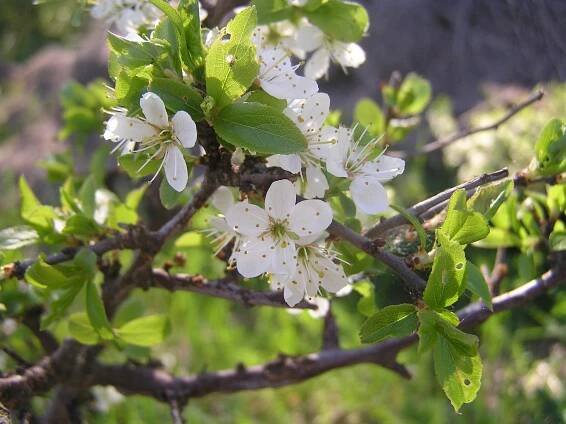 Obrázek - Prunus spinosa (trnka obecná) | BioLib.cz