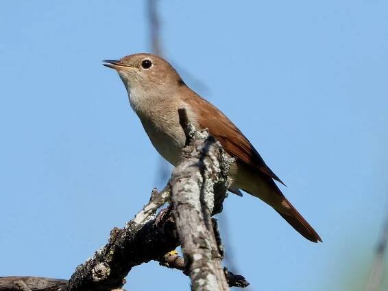 Common nightingale - Luscinia megarhynchos 4