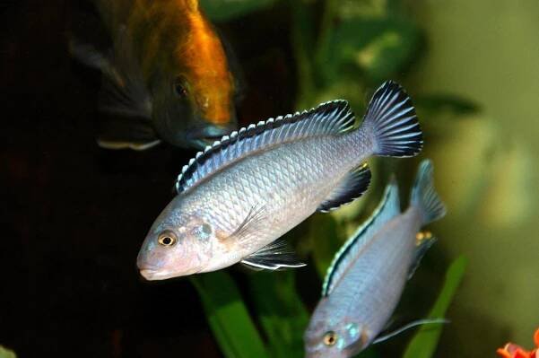 Pseudotropheus socolofi