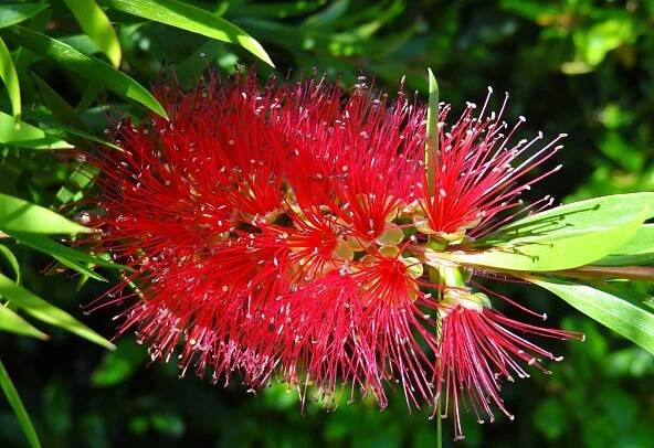 Tyčinkovec, krásnokvet - Callistemon citrinus ́Red Cluster ́ 30/40 Co4L