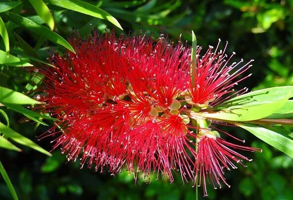 Tyčinkovec, krásnokvet - Callistemon citrinus ´Red Cluster´ 30/40 Co4L