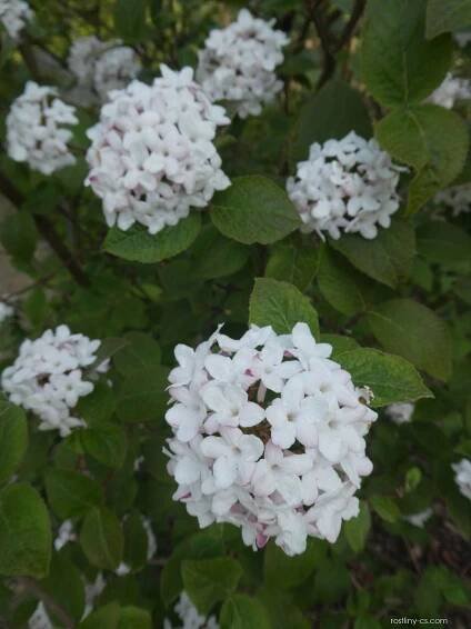 Kalina Carlesiova Aurora (Viburnum carlesii)