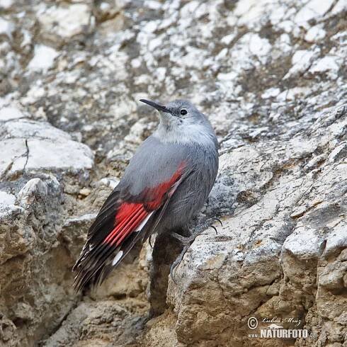 Zedníček skalní | Naturfoto.cz