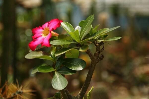 SAFLAX Garden in the Bag - Pouštní růže - 8 semen - Se substrátem v padnoucím sáčku - Adenium obesum