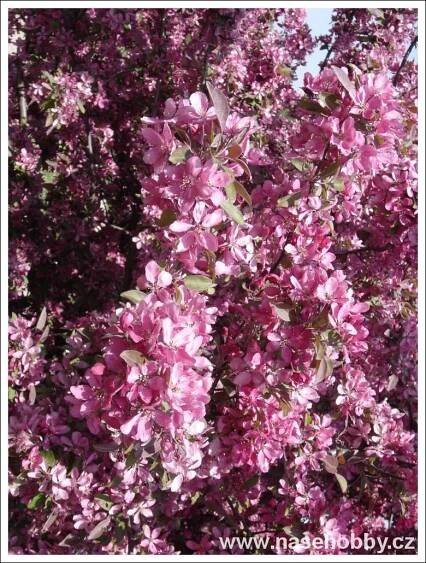 sakura purpurového odstínu, foto med